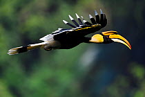 Great hornbill (Buceros bicornis) male in flight, Tongbiguan Nature Reserve, Dehong Prefecture, Yunnan Province, China, April.