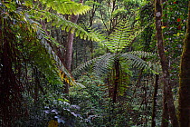 Tree ferns, Cyatheales, and other trees and vegetation in the montane rainforest, Tongbiguan Nature Reserve, Dehong Prefecture, Yunnan province, China. May