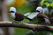White-crested laughing thrush (Garrulax leucolophus) perched on a branch at Tongbiguan Nature Reserve, Dehong Prefecture, Yunnan Province, China, April.
