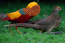 Golden pheasant (Chrysolophus pictus) displaying to female pheasants at Yangxian Nature Reserve, Shaanxi, China, September.