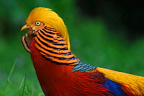 Golden pheasant (Chrysolophus pictus) male displaying in grass in Yangxian Nature Reserve, Shaanxi, China, September.