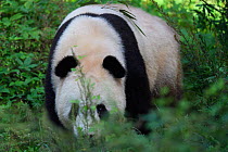 Giant panda bear (Ailuropoda melanoleuca) walking towards us in bush, Shaanxi, China, September.