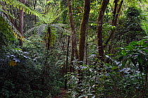 Tree ferns (Cyatheales) and other trees and vegetation in the montane rainforest, Tongbiguan Nature Reserve, Dehong Prefecture, Yunnan province, China, May.