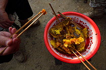 Honeycomb,  eaten  with wax, larvae and honey. He Xin Chang Forest Reserve, Dehong Prefecture, Yunnan Province, China, April.