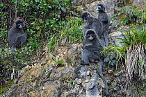 Phayre's leaf monkey (Trachypithecus phayrei) He Xin Chang Forest Reserve, Dehong Prefecture, Yunnan Province, China, May.