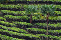 Palm trees growing in  tea plantation, He Xin Chang Forest Reserve, Dehong Prefecture, Yunnan Province, China, April. 2017.
