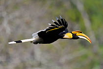 Great hornbill (Buceros bicornis) male flying, Tongbiguan Nature Reserve, Dehong Prefecture, Yunnan Province, China, April.