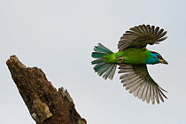 Blue-throated barbet (Megalaima asiatica) flying, Tongbiguan Nature Reserve, Dehong Prefecture, Yunnan Province, China, May.