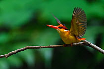 Oriental dwarf kingfisher (Ceyx erithacus) taking off from a branch at Tongbiguan Nature Reserve, Dehong Prefecture, Yunnan Province, China, April.