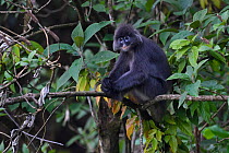 Phayre's leaf monkey (Trachypithecus phayrei) siiting on a tree at He Xin Chang Forest Reserve, Dehong Prefecture, Yunnan Province, China, May.