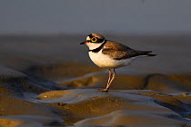 Little ringed plover (Charadrius dubius) walking on wet sand at Tongbiguan Nature Reserve, Dehong prefecture, Yunnan province, China, May.