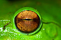 Picture of the eye of a Giant tree frog (Rhacophorus maximus) Tongbiguan Nature Reserve, Dehong prefecture, Yunnan province, China. May