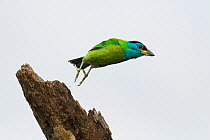 Blue-throated barbet (Megalaima asiatica) taking off, Tongbiguan Nature Reserve, Dehong Prefecture, Yunnan Province, China. May