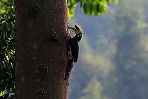 Oriental pied hornbill (Anthracoceros albirostris) feeding on a lizard at Tongbiguan Nature Reserve, Dehong Prefecture, Yunnan Province, China, April.