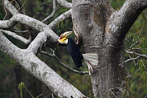 Wreathed hornbill (Aceros undulatus) carrying berrry to nest hole,  Tongbiguan Nature Reserve, Dehong Prefecture, Yunnan Province, China, April.