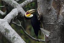 Wreathed hornbill (Aceros undulatus) male carrying berry to nest hole, Tongbiguan Nature Reserve, Dehong Prefecture, Yunnan Province, China, April.