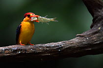 Oriental dwarf kingfisher (Ceyx erithacus) with fish prey, Tongbiguan Nature Reserve, Dehong Prefecture, Yunnan Province, China, April.