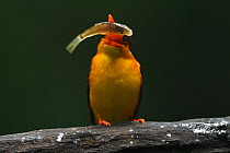Oriental dwarf kingfisher (Ceyx erithacus) catching and eating a fish at Tongbiguan Nature Reserve, Dehong Prefecture, Yunnan Province, China, April.