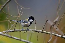 Grey tit (Parus minor) with food for its young, He Xin Chang Forest Reserve, Dehong Prefecture, Yunnan Province, China, April.