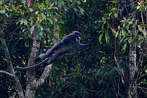 Phayre's leaf monkey (Trachypithecus phayrei) jumping from a tree at He Xin Chang Forest Reserve, Dehong Prefecture, Yunnan Province, China, April.