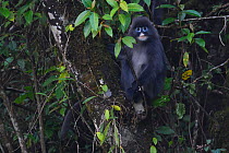 Phayre's leaf monkey (Trachypithecus phayrei) siiting in tree at He Xin Chang Forest Reserve, Dehong Prefecture, Yunnan Province, China, May.
