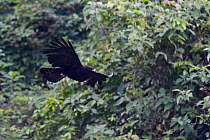 Black eagle (Ictinaetus malaiensis) caught in flight at He Xin Chang Forest Reserve, Dehong Prefecture, Yunnan Province, China, May.