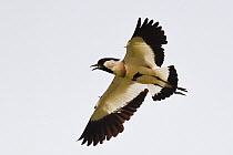 River lapwing (Vanellus duvaucelii) flying at Tongbiguan Nature Reserve, Dehong prefecture, Yunnan province, China, May.