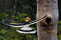 Great hornbill (Buceros bicornis) flying to nest hole,  Tongbiguan Nature Reserve, Dehong Prefecture, Yunnan Province, China, April.