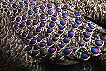 Grey peacock-pheasant (Polyplectron bicalcaratum) close up of the feathers, Tongbiguan Nature Reserve, Dehong Prefecture, Yunnan Province, China, April.