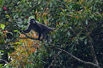 Phayre's leaf monkey (Trachypithecus phayrei) in a tree at He Xin Chang Forest Reserve, Dehong Prefecture, Yunnan Province, China, April.