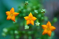 Close up of flowers (Mussaenda pubescens) Tongbiguan Nature Reserve, Dehong prefecture, Yunnan province, China, May.
