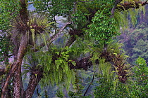 Giant ferns, in rainforest in the Tongbiguan Nature Reserve, Dehong Prefecture, Yunnan Province, China, April.