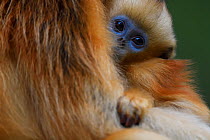 Sichuan golden snub-nosed monkey (Rhinopithecus roxellana) baby in arms of its mother at the Yangxian Nature Reserve, Shaanxi, China. September