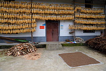 Newly harvested corn / maize cobs, hung up to dry, Yangxian Nature Reserve, Shaanxi, China, September 2017.