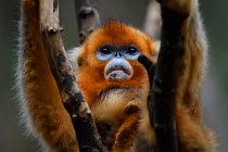 Portrait of a Sichuan golden snub-nosed monkey (Rhinopithecus roxellana) female and baby, at the Yangxian Nature Reserve, Shaanxi, China, September.