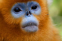 Portrait of a Sichuan golden snub-nosed monkey (Rhinopithecus roxellana) at the Yangxian Nature Reserve, Shaanxi, China, September.