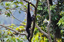 Skywalker gibbon monkey (Hoolock tianxing) hanging from  tree, Tongbiguan Nature Reserve, Dehong prefecture, Yunnan province, China, May.