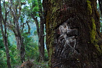 Love, in Chinese carved into a tree at Tongbiguan Nature Reserve, Dehong prefecture, Yunnan province, China, May.