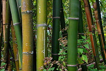 Bamboo stems close up, growing at Tongbiguan Nature Reserve, Dehong prefecture, Yunnan province, China, May.