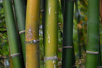 Bamboo stems close-up, Tongbiguan Nature Reserve, Dehong prefecture, Yunnan province, China, May.