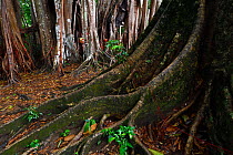 1000 year old grove of Banyan fig trees (Ficus benghalensis)  Tongbiguan Nature Reserve, Dehong prefecture, Yunnan province, China, May.