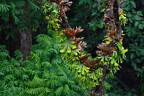Staghorn ferns (Platycerium) on rainforest trees, Tongbiguan Nature Reserve, Dehong Prefecture, Yunnan Province, China. April