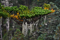 Temperate cloud forest with lichen (Usnea longissima) hanging from tree, near the glacier lake at  Mount Bawu Bameng, in the Meili Snow Mountain National park, Yunnan, China. October.