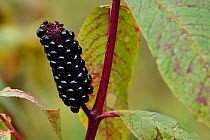 Indian poke (Phytolacca acinosa) berries, Ta Cheng Nature reserve, Yunnan, China. October