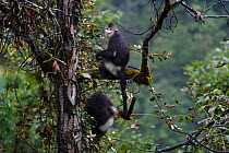 Two Yunnan snub-nosed monkey (Rhinopithecus bieti) sitting in a tree at Ta Cheng Nature reserve, Yunnan, China. October