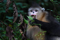 Yunnan snub-nosed monkey (Rhinopithecus bieti) feeding in a tree at Ta Cheng Nature reserve, Yunnan, China. October