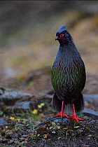 Blood pheasant (Ithaginis cruentus) male portrait standing on the ground, Baima Snow Mountain Nature reserve, Yunnan, China. October