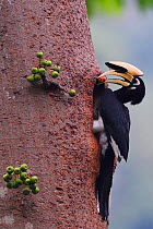 Oriental pied hornbill (Anthracoceros albirostris)  male with food outside nesting hole, Tongbiguan nature reserve, Dehong Prefecture, Yunnan Province, China. April