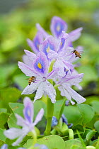 Water hyacinth (Eichhornia crassipes) and bees at Tongbiguan Nature Reserve, Dehong prefecture, Yunnan province, China. May