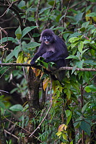 Phayre's leaf monkey  (Trachypithecus phayrei), siiting on a tree at He Xin Chang Forest reserve, Dehong Prefecture, Yunnan Province, China, May.